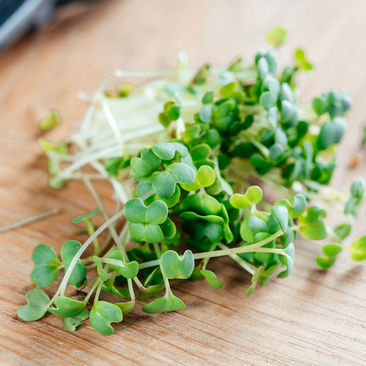 Microgreens Arugula براعم الجرجير