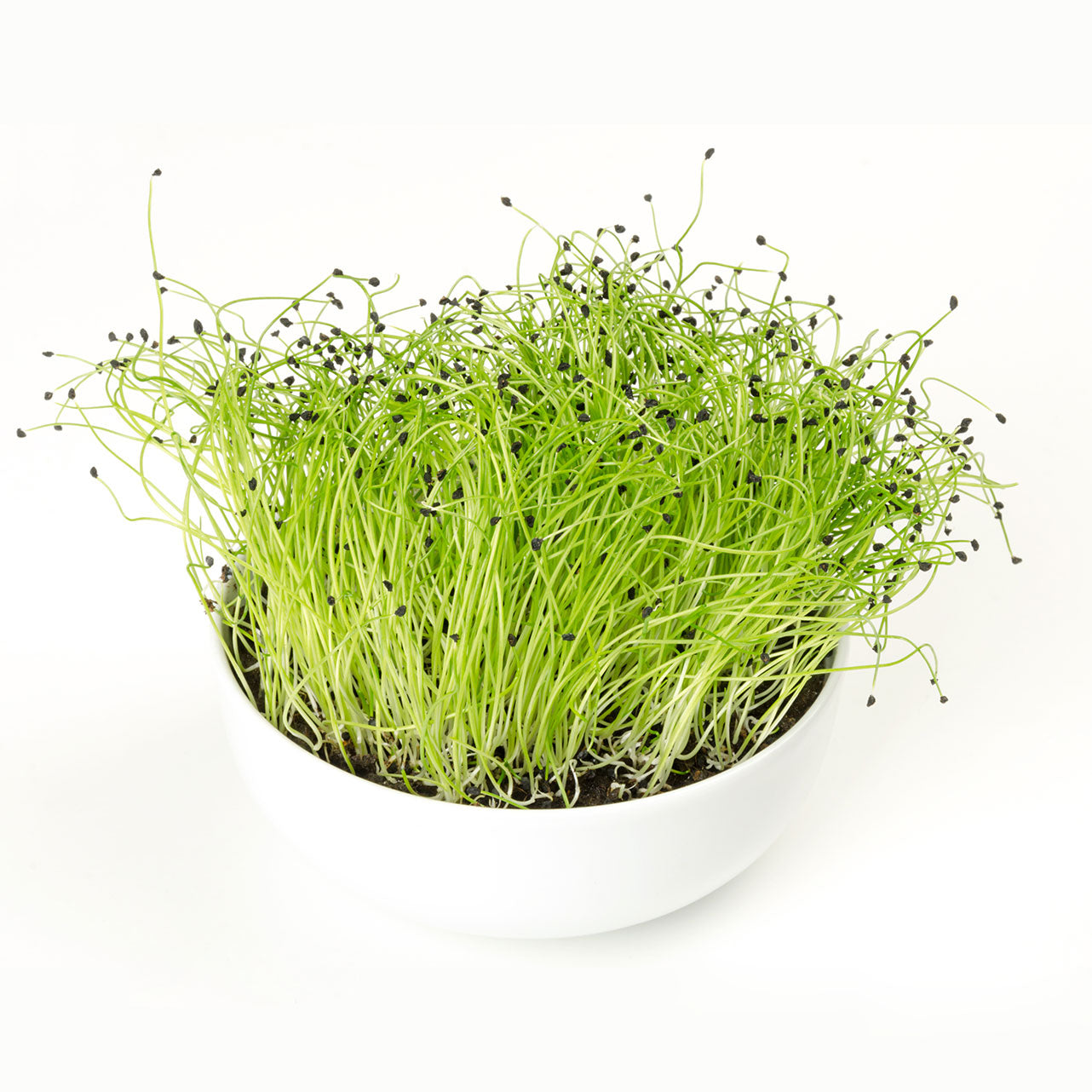 Microgreens Leek براعم الكرات