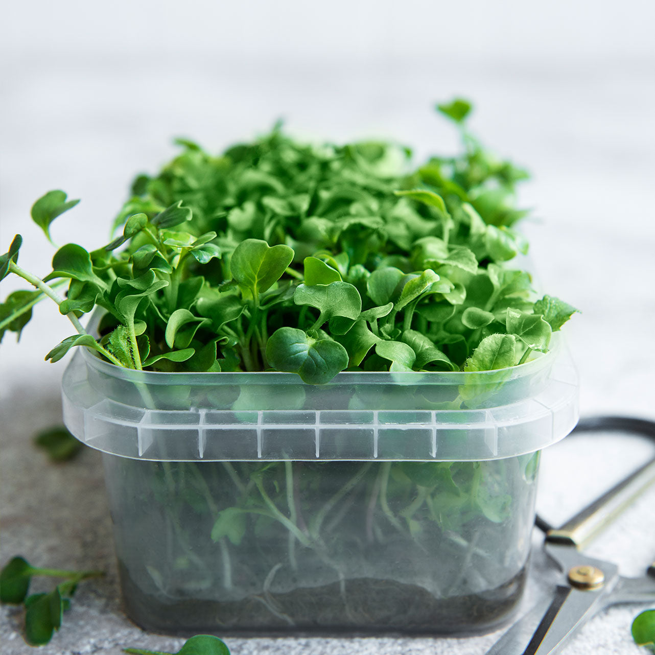 Microgreens Radish براعم الفجل