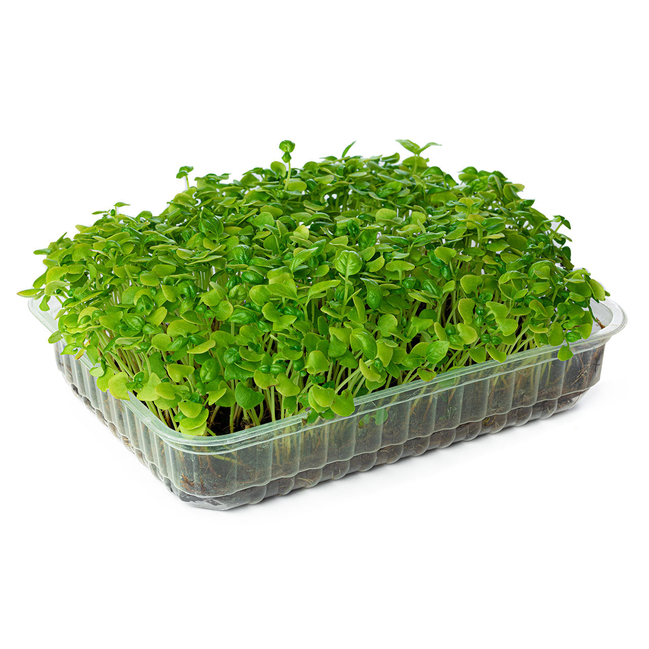 Microgreens Sunflower براعم دوار الشمس